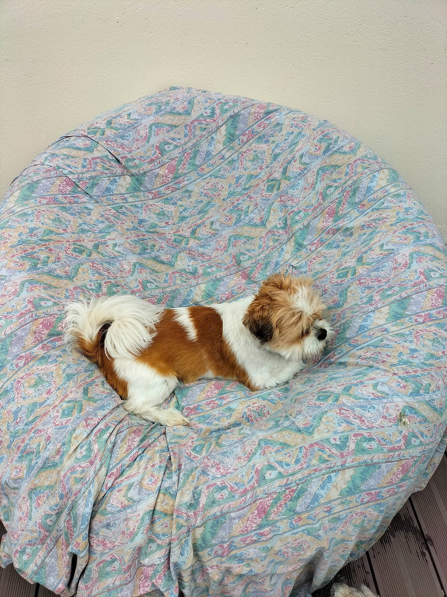 Nelson a rejoint le concours — aidez-le/la à gagner de superbes lots ! art, canidae, carnivore, comfort, companion_dog, dog, dog_breed, dog_supply, fawn, fur, linens, liver, pattern, pet_supply, puppy, snout, sporting_group, tail, toy_dog, working_animal