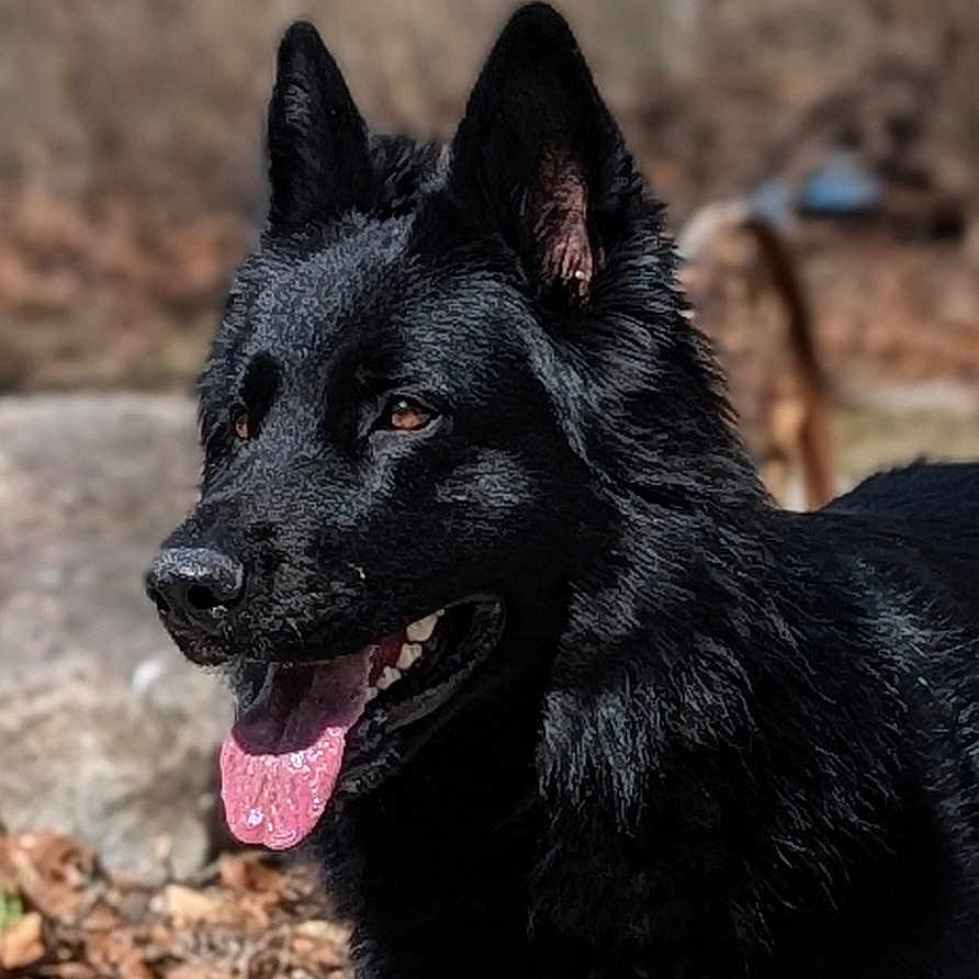 Madusa is registered to the contest to win money with this photo: dog, black_dog, canine, pet, animal, portrait, close_up, outdoor, forest, woodland, nature, fur, floppy_tongue, open_mouth, pointed_ears, brown_eyes, happy, sitting, background_blur, photography