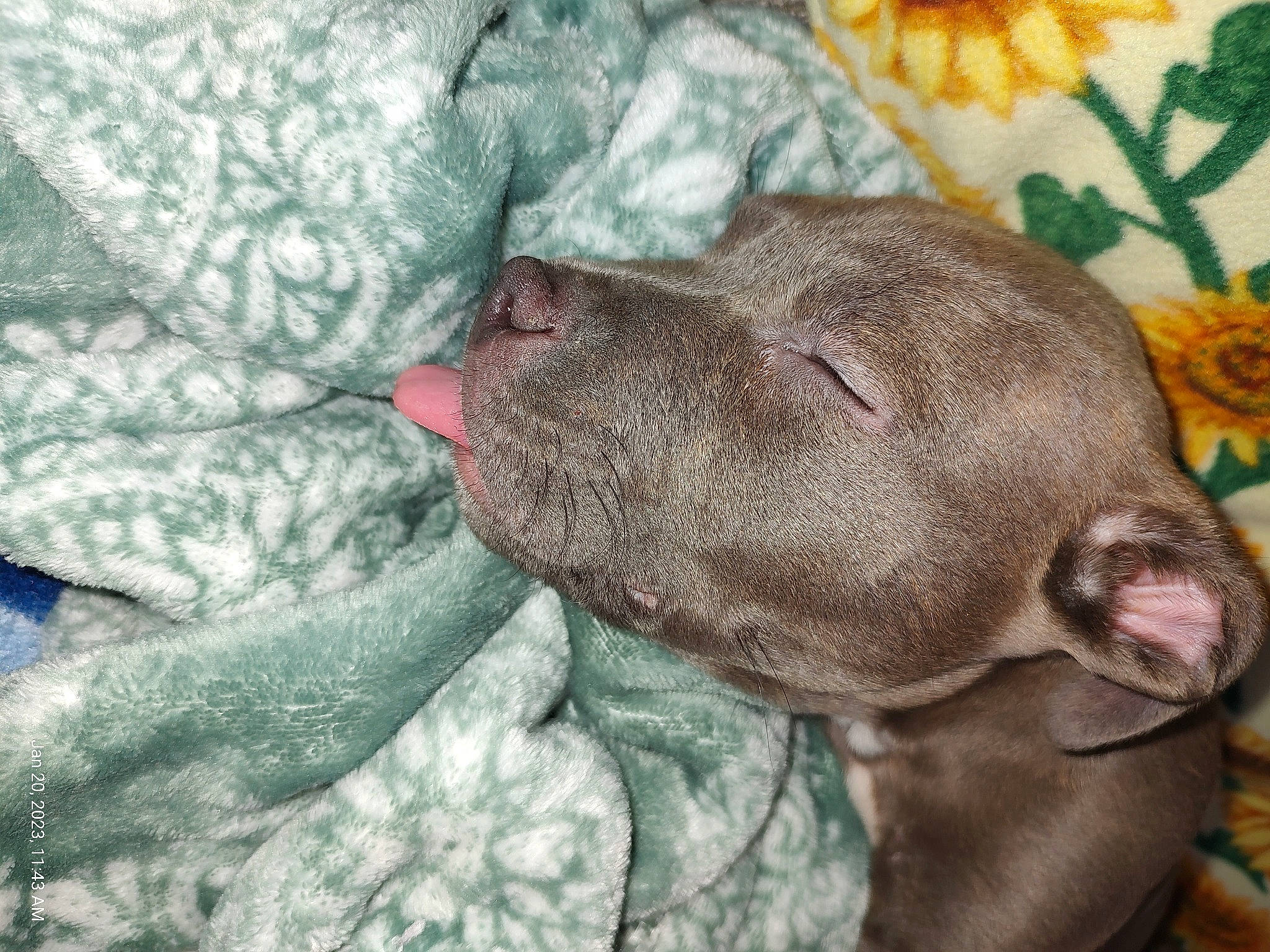 Skye joined the competition — help win amazing prizes! carnivore, comfort, companion_dog, dog, dog_breed, ear, fawn, grey, gun_dog, liver, plant, snout, sporting_group, terrestrial_animal, whiskers, working_animal