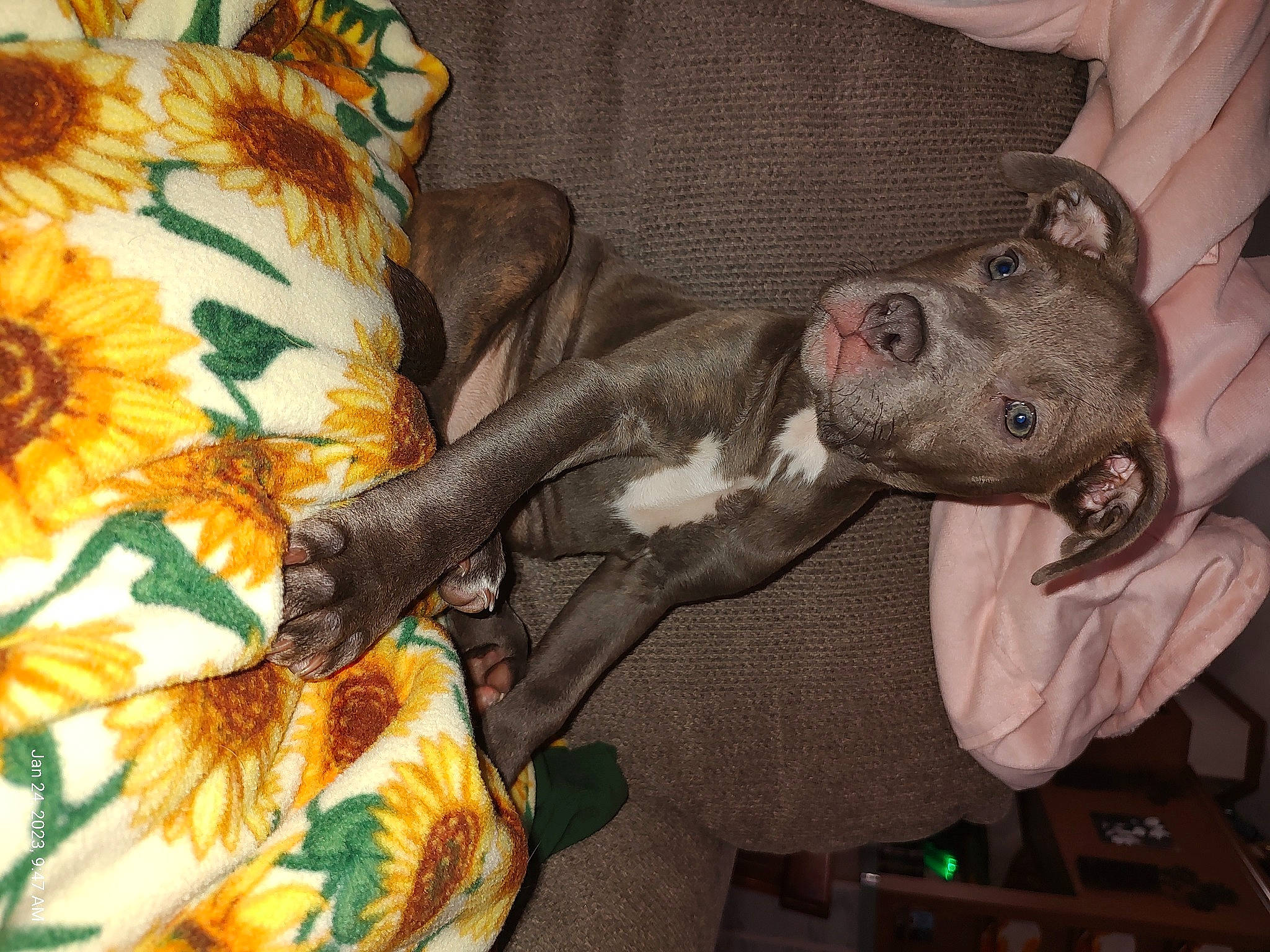 Skye joined the competition — help win amazing prizes! canidae, carnivore, comfort, companion_dog, dog, dog_breed, dog_supply, fawn, fur, linens, non_sporting_group, pattern, room, snout, sporting_group, tail, terrestrial_animal, toy_dog, working_animal