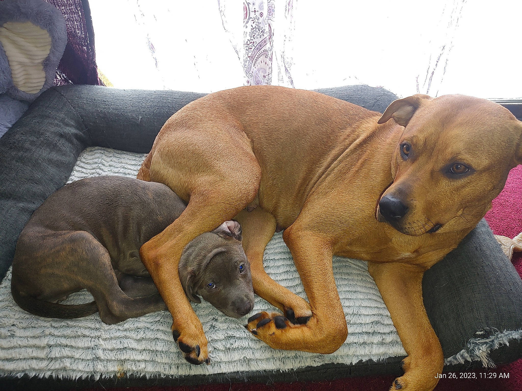 Skye is registered to the contest to win money with this photo: canidae, carnivore, comfort, companion_dog, dog, dog_breed, fawn, foot, guard_dog, gun_dog, hunting_dog, liver, non_sporting_group, paw, snout, sporting_group, tail, terrestrial_animal, whiskers, working_animal