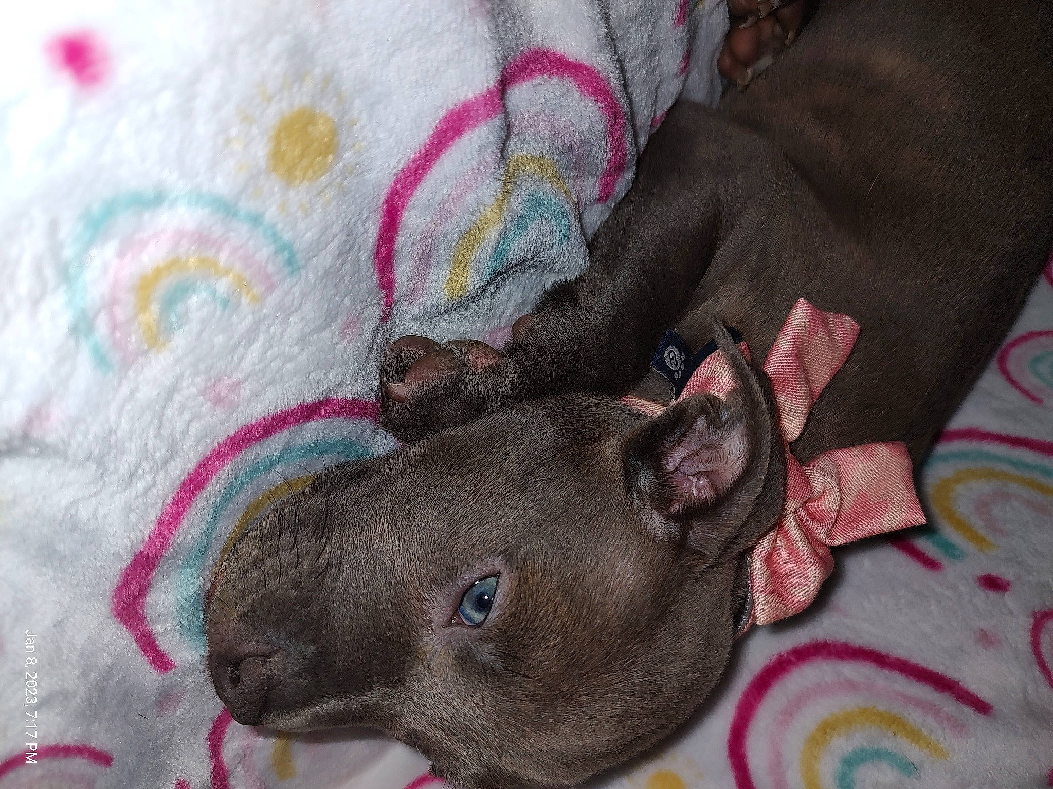 Skye is registered to the contest to win money with this photo: carnivore, collar, comfort, dog, dog_breed, ear, fawn, felidae, fur, grey, linens, pattern, snout, terrestrial_animal, visual_arts, whiskers, wool, working_animal, woven_fabric, wrinkle