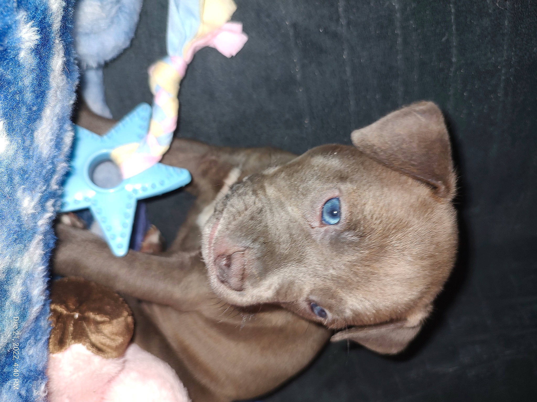 Skye joined the competition — help win amazing prizes! canidae, carnivore, comfort, dog, dog_breed, ear, electric_blue, fawn, fur, gesture, liver, non_sporting_group, snout, sporting_group, whiskers, working_animal, wrinkle