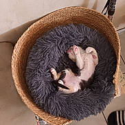 Luna a rejoint le concours — aidez-le/la à gagner de superbes lots ! kitten, sleeping, basket, fluffy_bed, indoor, cat, pet, cozy, floor_tiles, paw, resting, cute, animal, fur, pink_paw_pads, home, relaxing, small_animal, domestic, soft