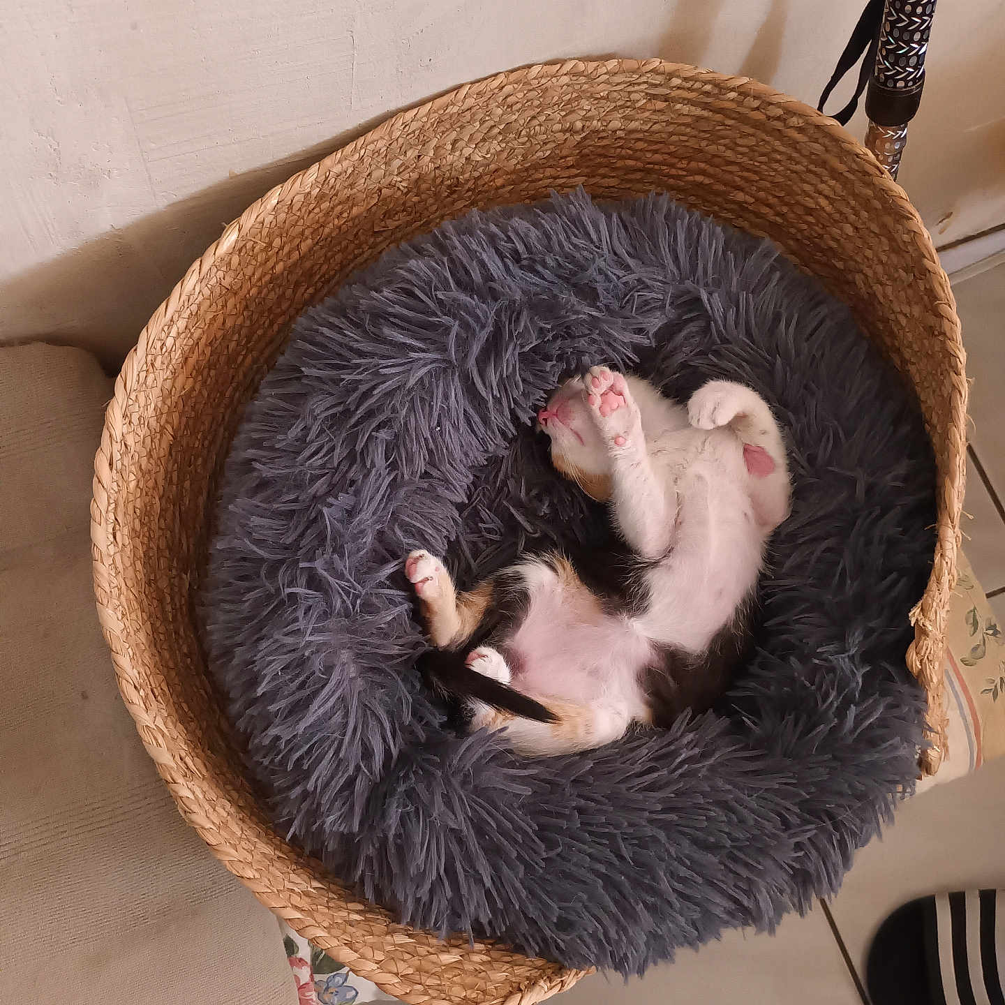 Luna a rejoint le concours — aidez-le/la à gagner de superbes lots ! animal, basket, cat, cozy, cute, domestic, floor_tiles, fluffy_bed, fur, home, indoor, kitten, paw, pet, pink_paw_pads, relaxing, resting, sleeping, small_animal, soft
