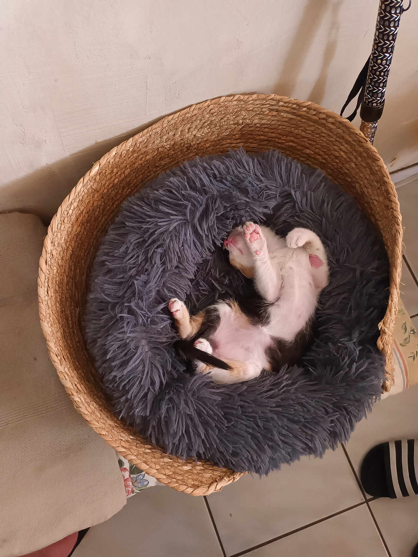 Luna a rejoint le concours — aidez-le/la à gagner de superbes lots ! kitten, sleeping, basket, fluffy_bed, indoor, cat, pet, cozy, floor_tiles, paw, resting, cute, animal, fur, pink_paw_pads, home, relaxing, small_animal, domestic, soft