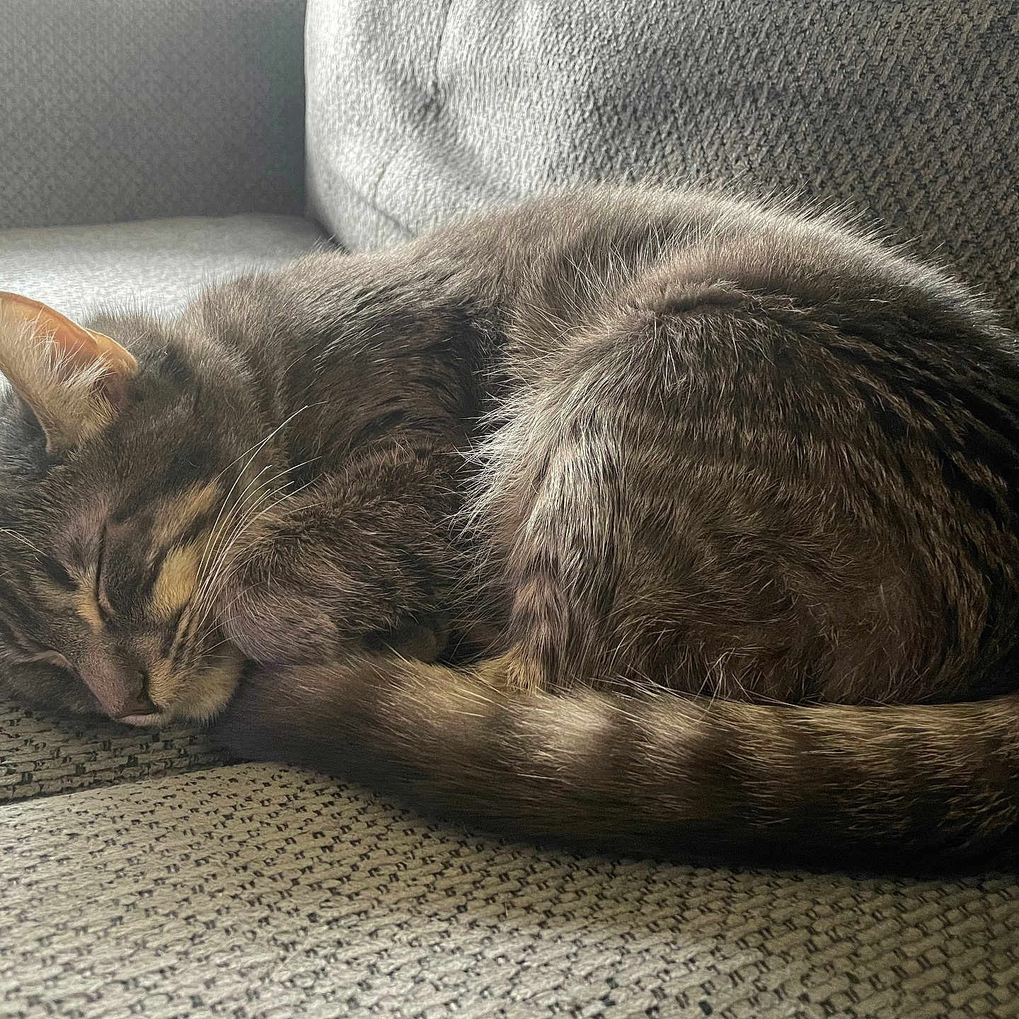 Dean joined the competition — help win amazing prizes! abyssinian, animal, architecture, armchair, building, cat, chair, couch, cushion, egyptiancat, furniture, homedecor, indoors, kitten, livingroom, manx, person, pet, room, sleeping