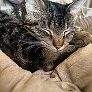 Stevie is registered to the contest to win money with this photo: animal, bed, blanket, cat, close_up, closed_eyes, comfort, cozy, cute, ears, fur, indoor, nose, pet, relaxation, rest, sleeping, soft, tabby, whiskers