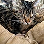 animal, bed, blanket, cat, close_up, closed_eyes, comfort, cozy, cute, ears, fur, indoor, nose, pet, relaxation, rest, sleeping, soft, tabby, whiskers