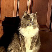 Haru joined the competition — help win amazing prizes! cat, fluffy, gray, white, sitting, shadow, door, sunlight, pet, animal, feline, portrait, indoors, looking_away, fur, whiskers, yellow_eyes, calm, home, domestic