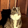 cat, fluffy, gray, white, sitting, shadow, door, sunlight, pet, animal, feline, portrait, indoors, looking_away, fur, whiskers, yellow_eyes, calm, home, domestic