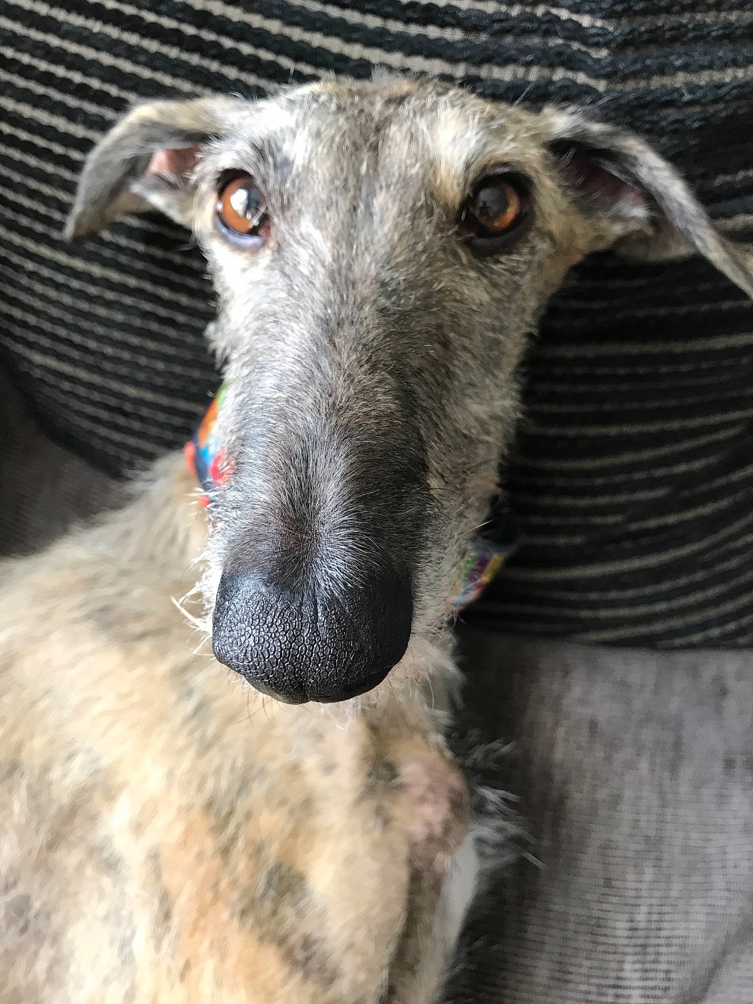 Pilou a rejoint le concours — aidez-le/la à gagner de superbes lots ! american_staghound, canidae, carnivore, dog, dog_breed, galgo_espanol, greyhound, hortaya_borzaya, italian_greyhound, longhaired_whippet, lurcher, magyar_agar, mammal, polish_greyhound, sighthound, sloughi, snout, vertebrate, whippet, whiskers