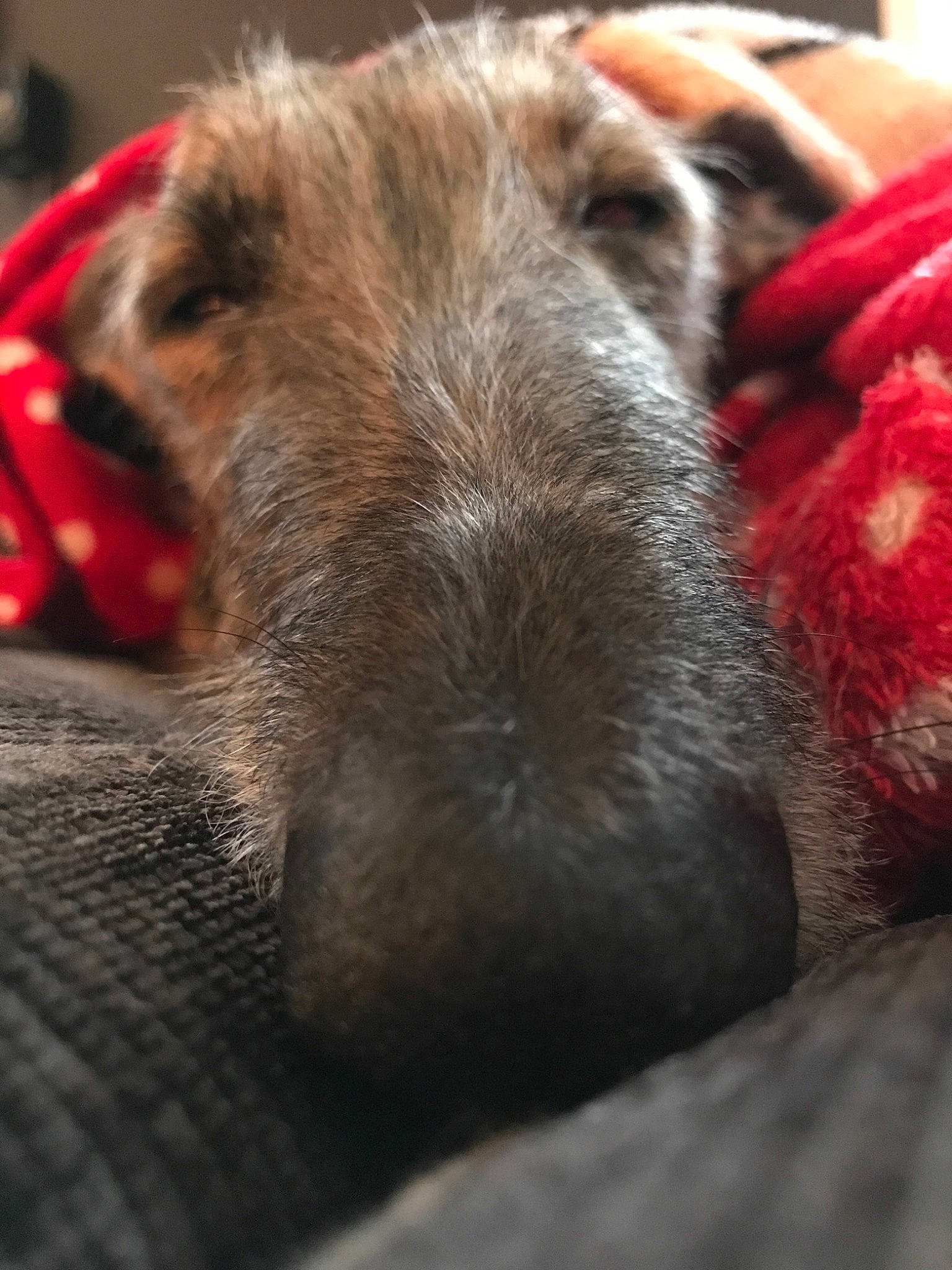 Pilou participe au concours pour gagner de l'argent avec cette photo : border_terrier, canidae, carnivore, dog, dog_breed, fox_terrier, fur, irish_wolfhound, lurcher, nose, scottish_deerhound, snout