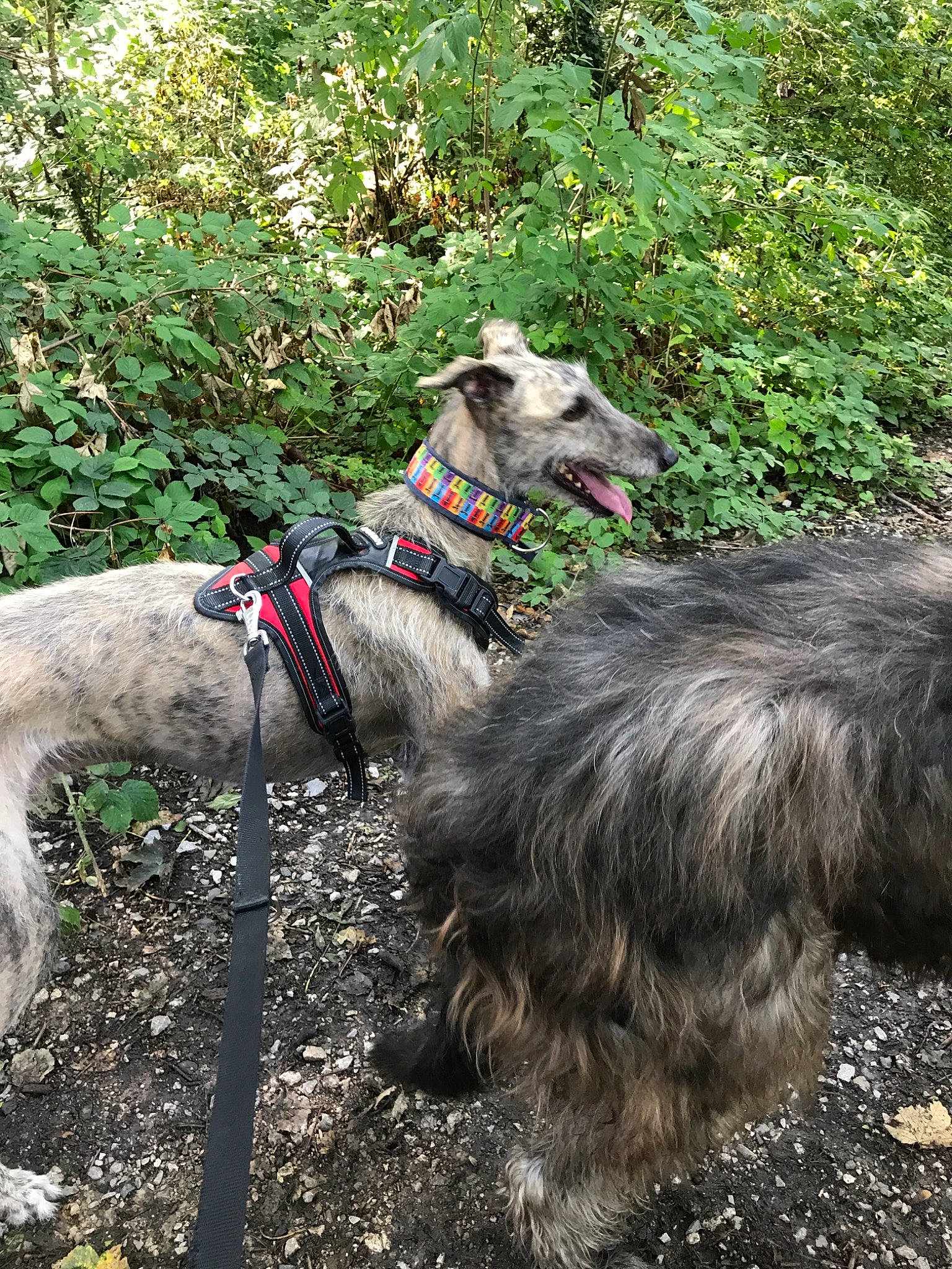 Pilou a rejoint le concours — aidez-le/la à gagner de superbes lots ! canidae, carnivore, dog, dog_breed, irish_wolfhound, scottish_deerhound, sighthound, vertebrate, working_animal