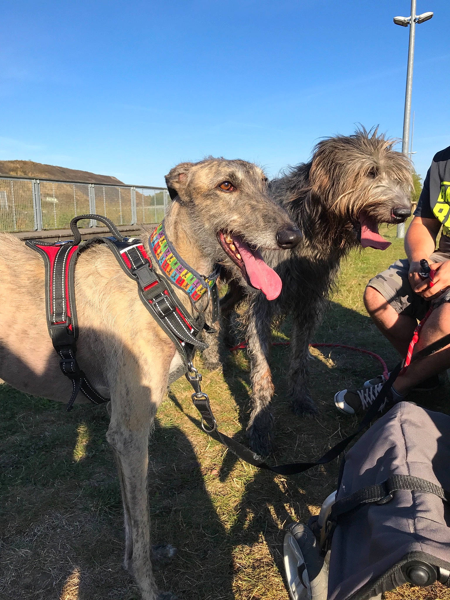 Pilou a rejoint le concours — aidez-le/la à gagner de superbes lots ! american_staghound, canidae, carnivore, dog, dog_breed, galgo_espanol, greyhound, irish_wolfhound, lurcher, mammal, polish_greyhound, scottish_deerhound, sighthound, sporting_group, vertebrate