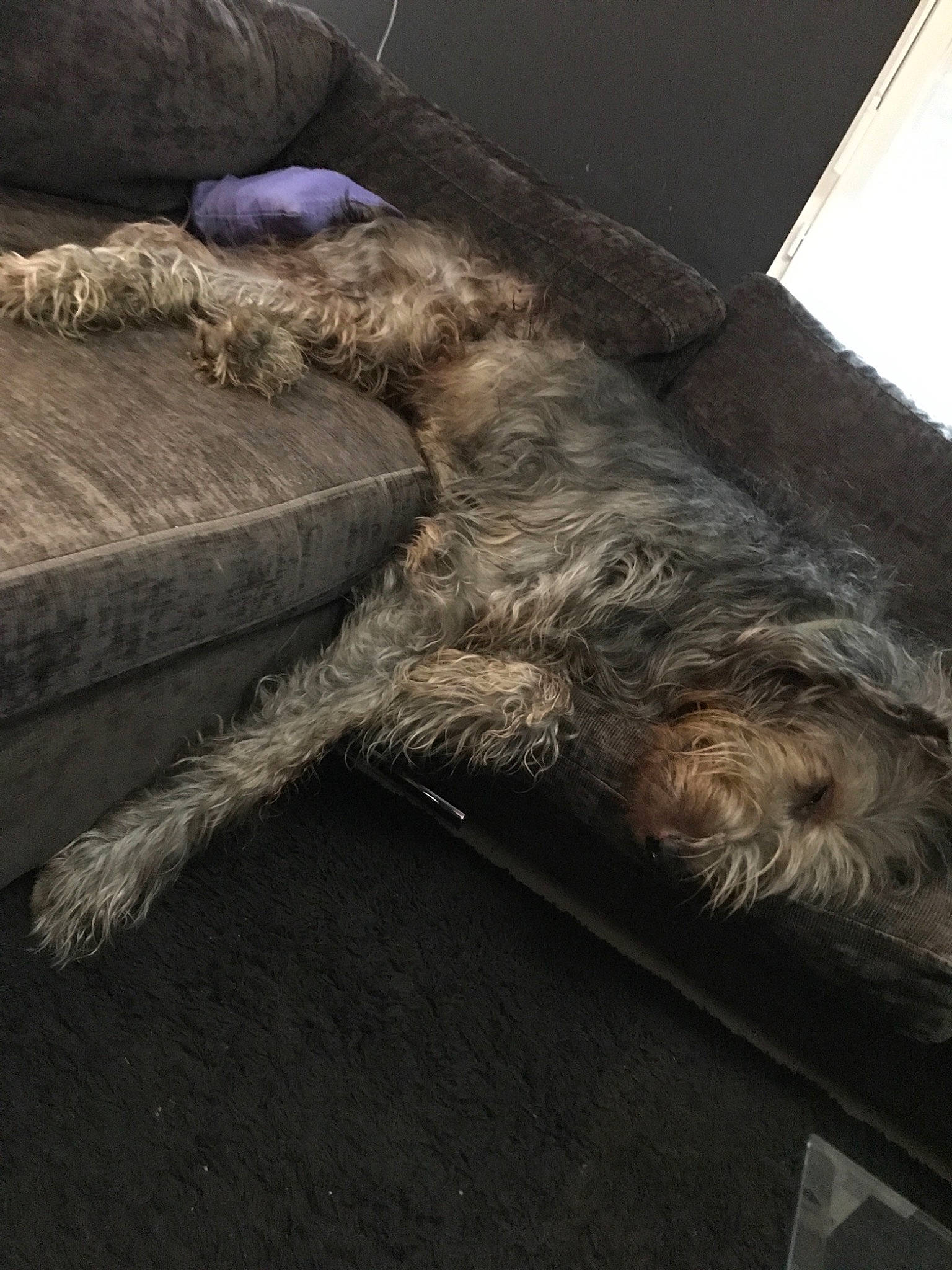 Lucky a rejoint le concours — aidez-le/la à gagner de superbes lots ! canidae, carnivore, dog, dog_breed, fur, glen_of_imaal_terrier, irish_wolfhound, nap, scottish_deerhound, snout, sporting_group, tail