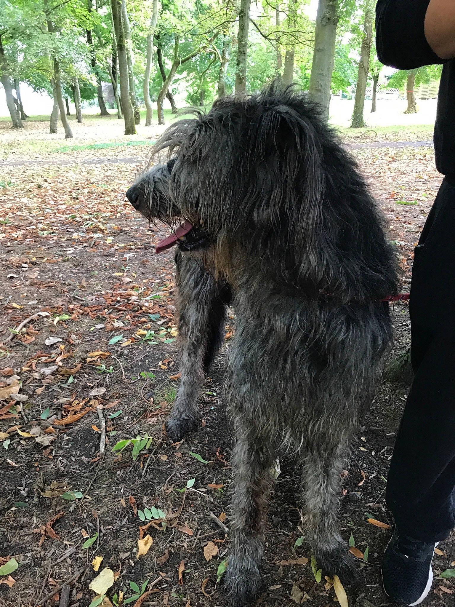 Lucky a rejoint le concours — aidez-le/la à gagner de superbes lots ! canidae, carnivore, dog, dog_breed, hunting_dog, irish_wolfhound, mammal, rare_breed_dog, sporting_group, vertebrate, wirehaired_pointing_griffon