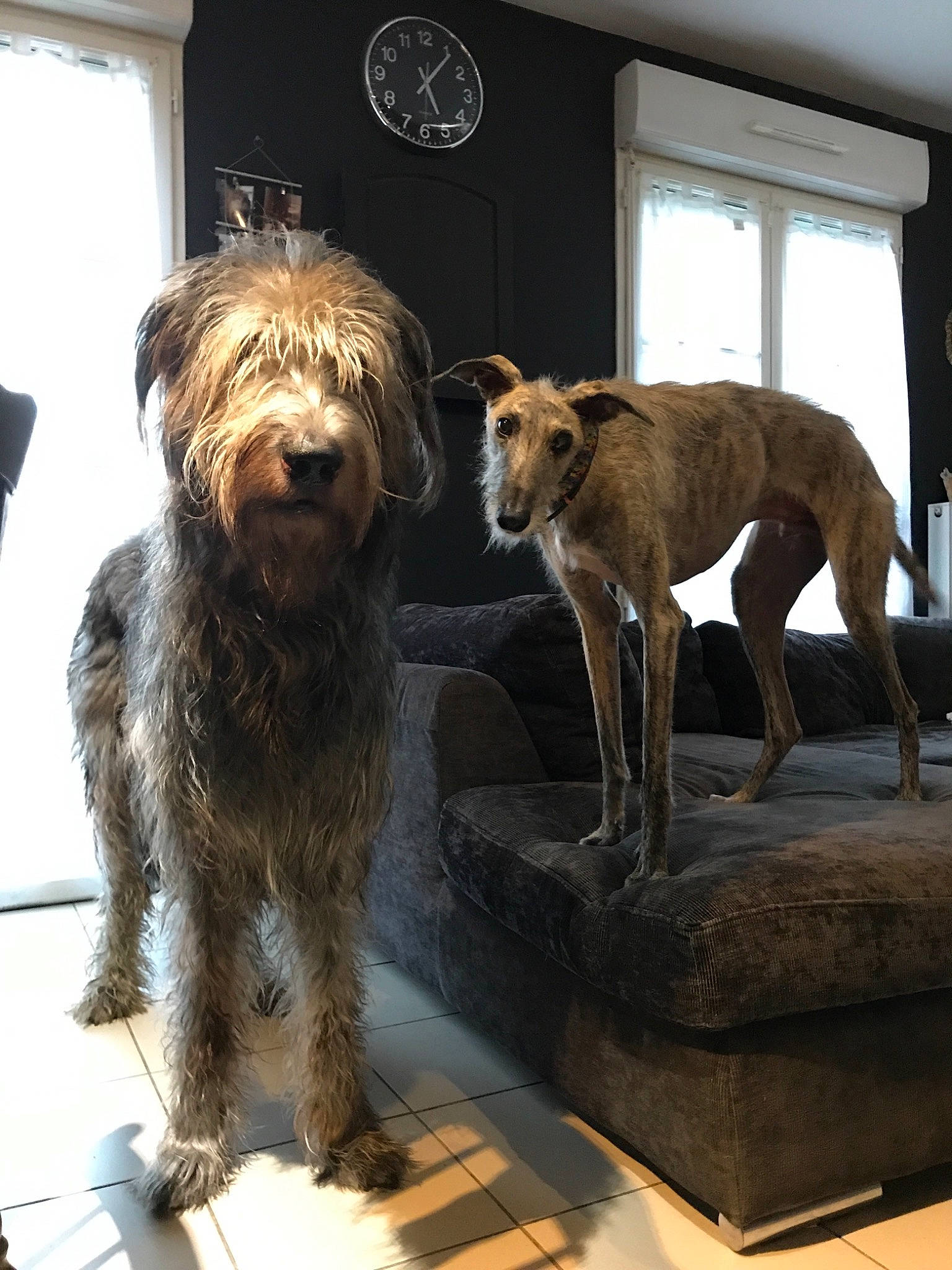 Lucky a rejoint le concours — aidez-le/la à gagner de superbes lots ! american_staghound, bosnian_coarse_haired_hound, canidae, carnivore, dog, dog_breed, dutch_smoushond, irish_terrier, irish_wolfhound, lurcher, mammal, otterhound, scottish_deerhound, terrier, vertebrate