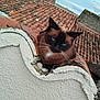 cat, siamese_cat, blue_eyes, roof, terracotta_tiles, white_wall, outdoor, animal, pet, fur, whiskers, texture, sky, clouds, daylight, resting, close_up, curved_surface, architecture, nature