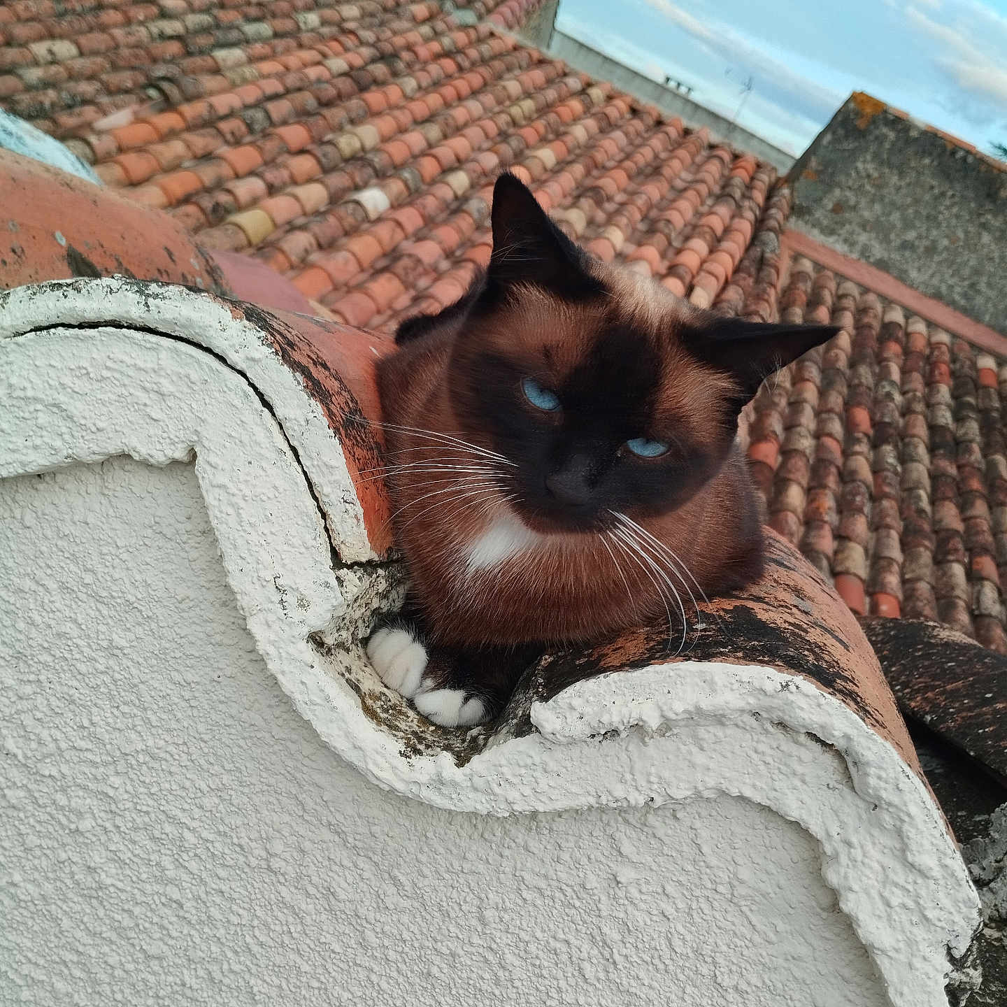 Mïa a rejoint le concours — aidez-le/la à gagner de superbes lots ! animal, architecture, blue_eyes, cat, close_up, clouds, curved_surface, daylight, fur, nature, outdoor, pet, resting, roof, siamese_cat, sky, terracotta_tiles, texture, whiskers, white_wall