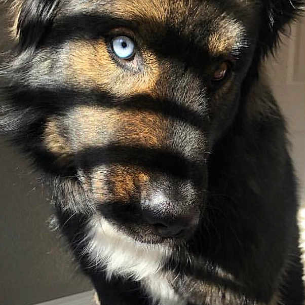 Micco is registered to the contest to win money with this photo: bohemian_shepherd, canidae, carnivore, close_up, companion_dog, dog, dog_breed, ear, eye, fur, german_shepherd_dog, mammal, native_american_indian_dog, nose, puppy, snout, vertebrate, whiskers, wolfdog