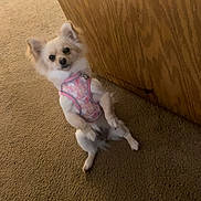 Kardi J joined the competition — help win amazing prizes! dog, small_dog, harness, pink_harness, carpet, wood_panel, indoor, pet, cute, fluffy, standing, curious, canine, animal, front_legs_up, looking, head_tilt, domestic, companion, mammal