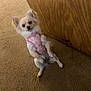 dog, small_dog, harness, pink_harness, carpet, wood_panel, indoor, pet, cute, fluffy, standing, curious, canine, animal, front_legs_up, looking, head_tilt, domestic, companion, mammal