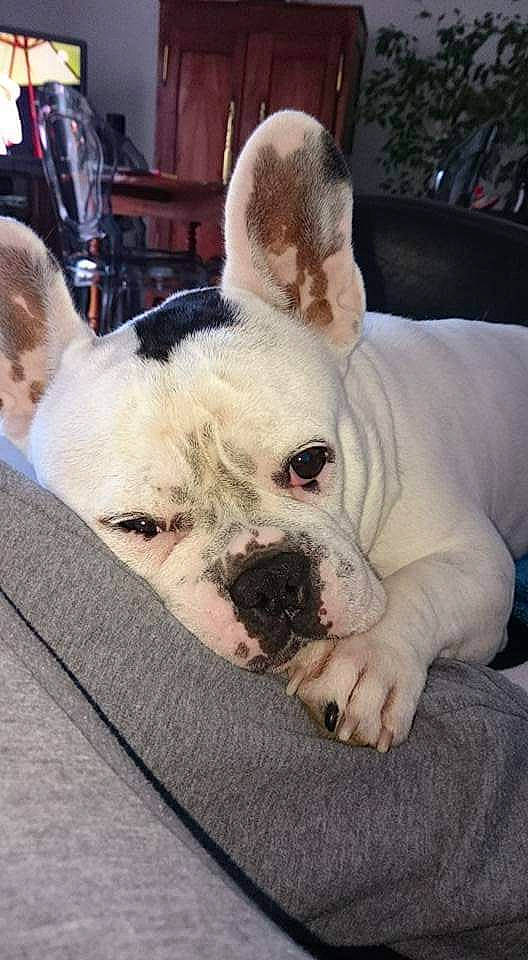 Ioda a rejoint le concours — aidez-le/la à gagner de superbes lots ! canidae, carnivore, comfort, companion_dog, couch, dog, dog_breed, ear, fawn, fur, jaw, nap, puppy_love, snout, sporting_group, terrestrial_animal, toy_dog, whiskers, working_animal, wrinkle