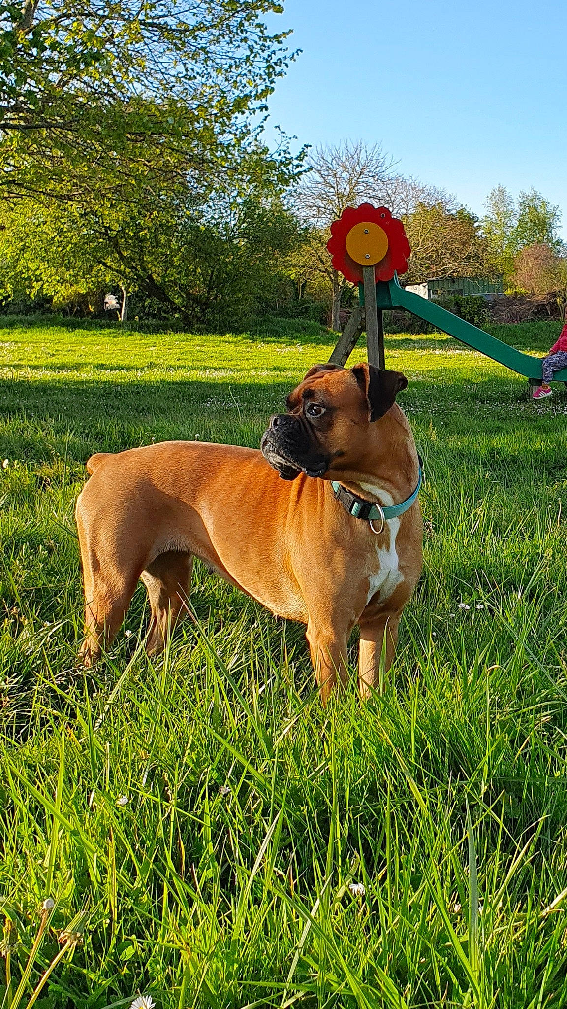 Kenya participe au concours pour gagner de l'argent avec cette photo : black_mouth_cur, boerboel, broholmer, bullmastiff, canidae, carnivore, dog, dog_breed, fawn, fila_brasileiro, grass, mammal, rare_breed_dog, rhodesian_ridgeback, tosa, vertebrate, working_dog