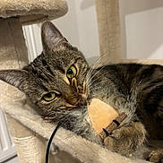 Shanga participe au concours pour gagner de l'argent avec cette photo : animal, cat, cat_tree, claws, closeup, cozy, ear, fur, furniture, green_eyes, indoor, nose, paw, pet, playful, plush_toy, portrait, tabby_cat, toy, whiskers
