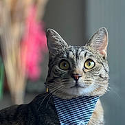 Moka a rejoint le concours — aidez-le/la à gagner de superbes lots ! cat, tabby, bandana, pet, animal, indoor, portrait, whiskers, ears, eyes, fur, striped, cute, curious, closeup, domestic, mammal, feline, soft_focus, background_blur