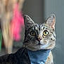 animal, background_blur, bandana, cat, closeup, curious, cute, domestic, ears, eyes, feline, fur, indoor, mammal, pet, portrait, soft_focus, striped, tabby, whiskers