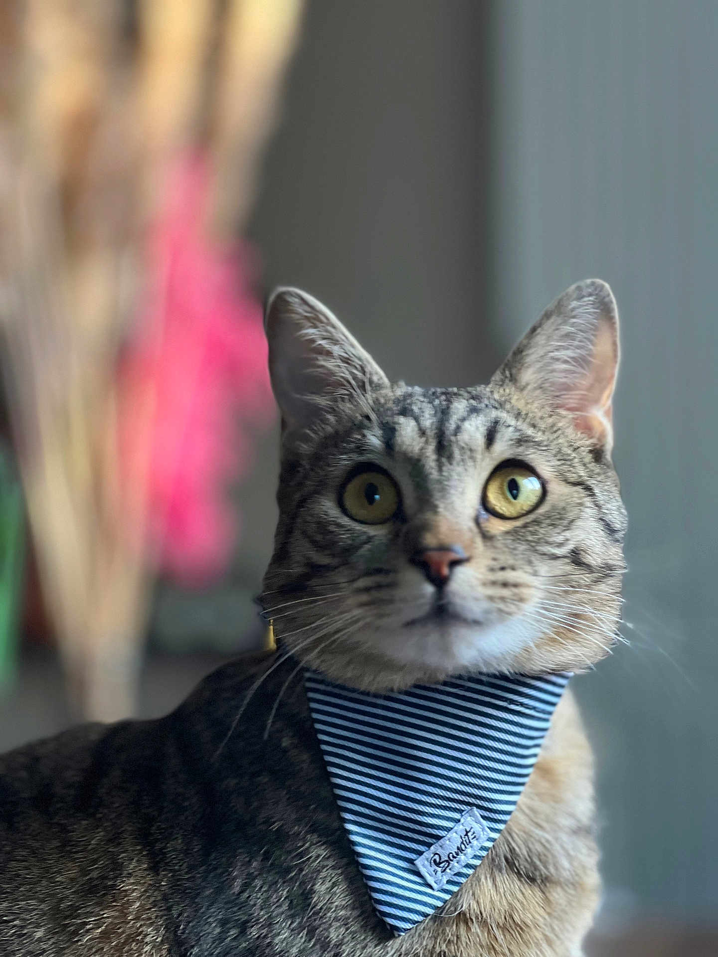Moka a rejoint le concours — aidez-le/la à gagner de superbes lots ! cat, tabby, bandana, pet, animal, indoor, portrait, whiskers, ears, eyes, fur, striped, cute, curious, closeup, domestic, mammal, feline, soft_focus, background_blur