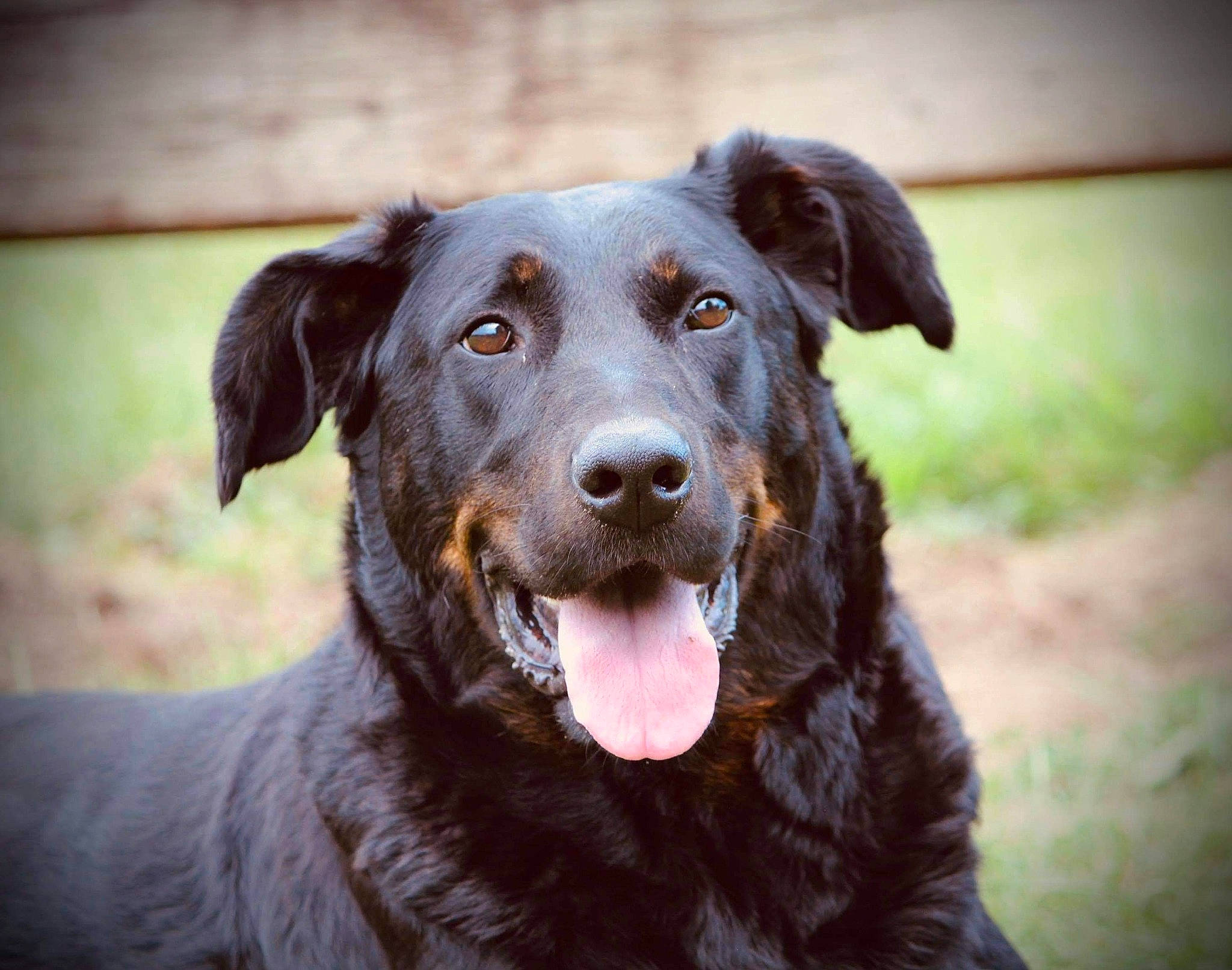 Isis a rejoint le concours — aidez-le/la à gagner de superbes lots ! borador, canidae, carnivore, companion_dog, dog, dog_breed, labrador_retriever, mammal, rare_breed_dog, snout, sporting_group, street_dog, vertebrate, whiskers