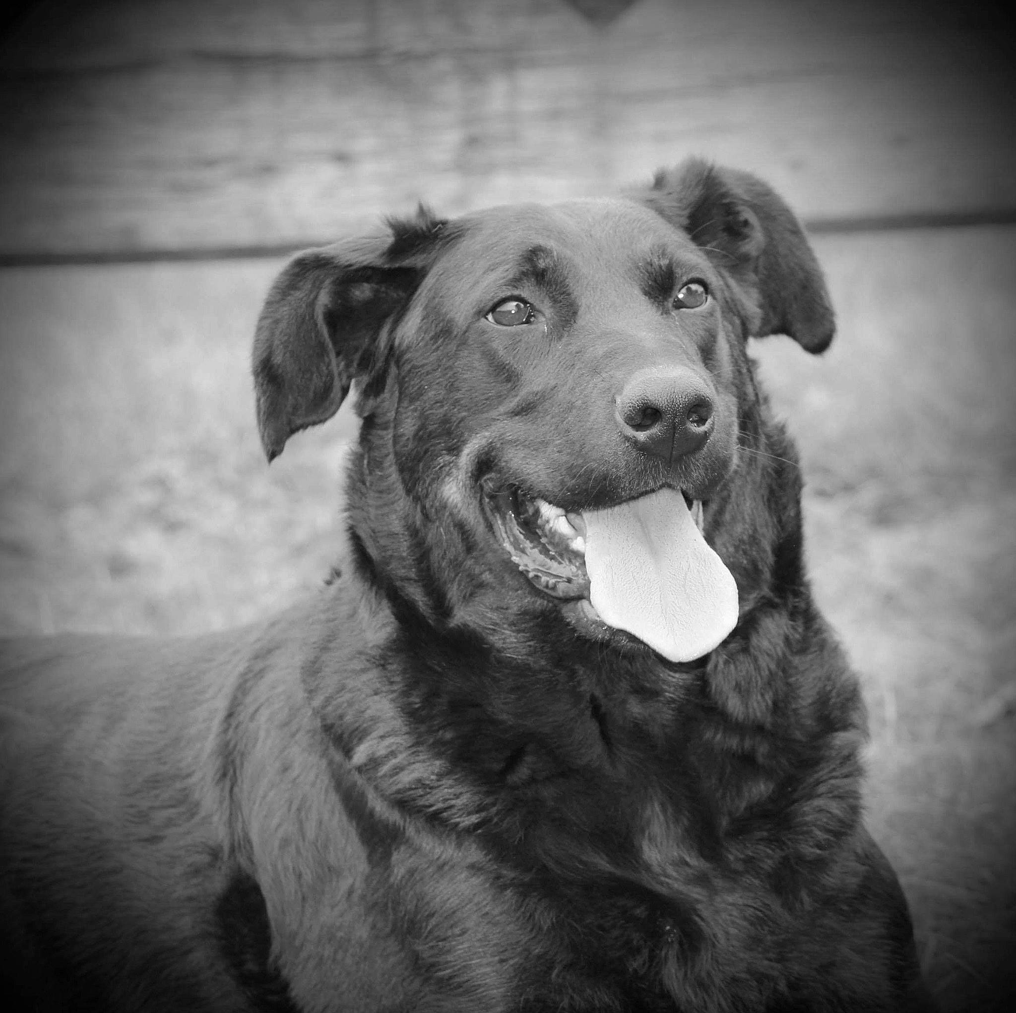 Isis a rejoint le concours — aidez-le/la à gagner de superbes lots ! black, black_and_white, canidae, carnivore, companion_dog, dog, dog_breed, eye, labrador_retriever, mammal, monochrome, monochrome_photography, mouth, nose, retriever, snout, sporting_group, street_dog, whiskers, white