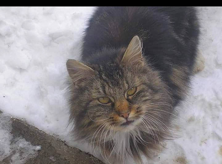 Lolita participe au concours pour gagner de l'argent avec cette photo : aegean_cat, asian_semi_longhair, british_semi_longhair, carnivore, cat, cymric, domestic_long_haired_cat, domestic_short_haired_cat, eye, felidae, fur, maine_coon, mammal, norwegian_forest_cat, ragamuffin, siberian, small_to_medium_sized_cats, snout, whiskers, wild_cat