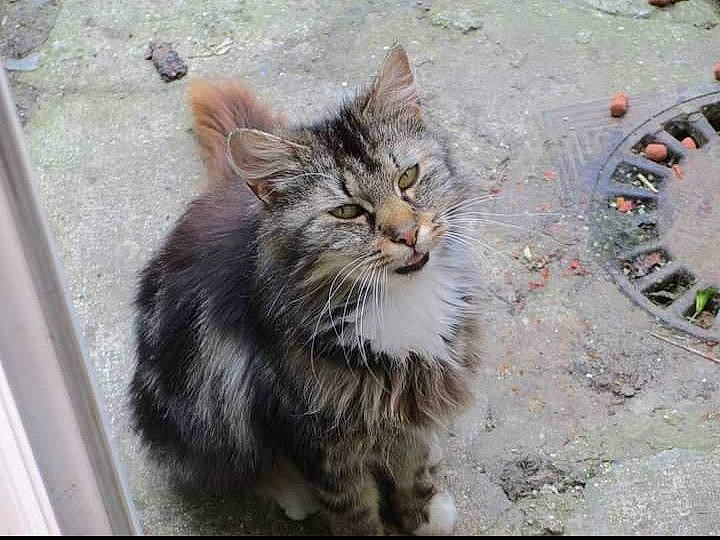 Lolita a rejoint le concours — aidez-le/la à gagner de superbes lots ! aegean_cat, british_semi_longhair, carnivore, cat, cymric, domestic_long_haired_cat, domestic_short_haired_cat, dragon_li, european_shorthair, felidae, maine_coon, mammal, norwegian_forest_cat, polydactyl_cat, ragamuffin, siberian, small_to_medium_sized_cats, tabby_cat, whiskers, wild_cat