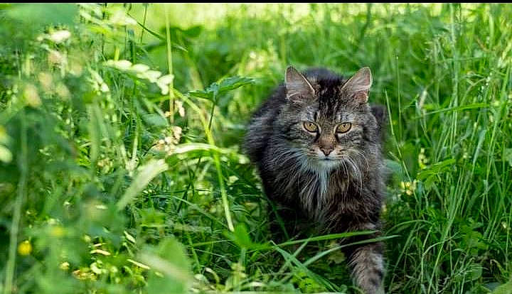 Lolita participe au concours pour gagner de l'argent avec cette photo : asian_semi_longhair, british_semi_longhair, carnivore, cat, domestic_long_haired_cat, felidae, fur, grass, grass_family, maine_coon, mammal, norwegian_forest_cat, organism, plant, siberian, small_to_medium_sized_cats, tabby_cat, whiskers, wild_cat, wildlife