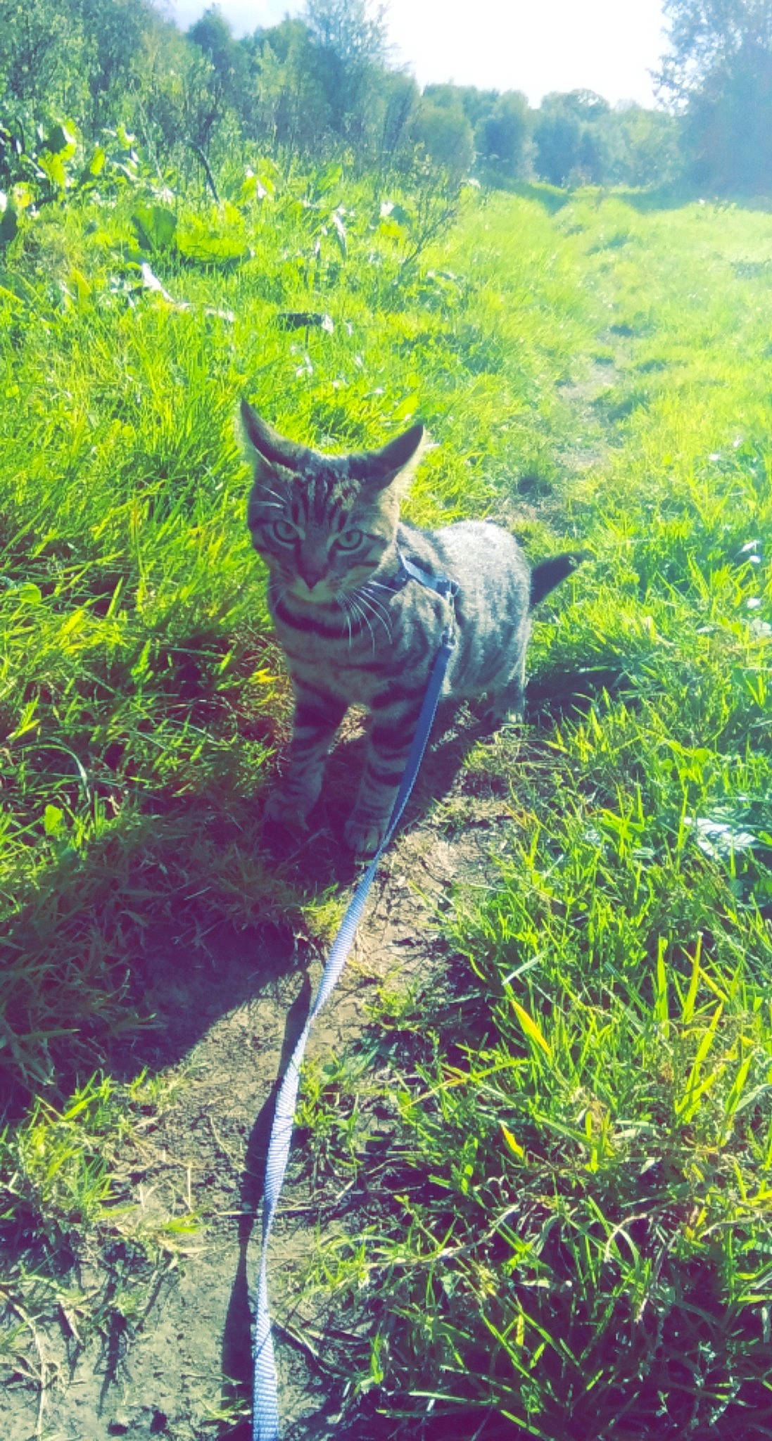 Grizouille participe au concours pour gagner de l'argent avec cette photo : canidae, carnivore, cat, dog_breed, domestic_short_haired_cat, electric_blue, fawn, felidae, forest, grass, groundcover, plant, small_to_medium_sized_cats, snout, sporting_group, tail, terrestrial_animal, terrestrial_plant, vertebrate, whiskers