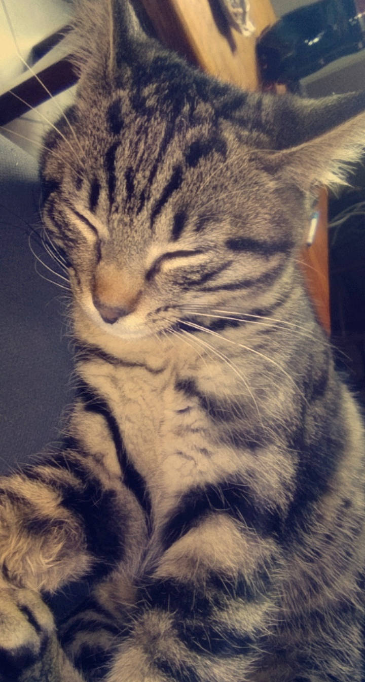 Grizouille a rejoint le concours — aidez-le/la à gagner de superbes lots ! carnivore, cat, claw, domestic_short_haired_cat, felidae, foot, fur, iris, mammal, meteorological_phenomenon, paw, sitting, sky, small_to_medium_sized_cats, snout, tail, terrestrial_animal, vertebrate, whiskers, wildlife