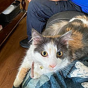 Bella joined the competition — help win amazing prizes! cat, calico_cat, pet, indoor, feline, curious, collar, bell, blanket, person, clothing, blue_shirt, blue_pants, wood_floor, furniture, cozy, closeup, whiskers, ears, relaxed