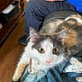 cat, calico_cat, pet, indoor, feline, curious, collar, bell, blanket, person, clothing, blue_shirt, blue_pants, wood_floor, furniture, cozy, closeup, whiskers, ears, relaxed