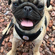 Stitch is registered to the contest to win money with this photo: dog, pug, puppy, leash, harness, tongue_out, sitting, outdoor, rocks, close_up, pet, canine, brown, black, cute, small_dog, animal, portrait, happy, fur