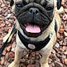 dog, pug, puppy, leash, harness, tongue_out, sitting, outdoor, rocks, close_up, pet, canine, brown, black, cute, small_dog, animal, portrait, happy, fur
