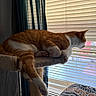 Ginger joined the competition — help win amazing prizes! animal, bedspread, blinds, cat, cat_tree, cozy, curious, curtains, feline, ginger_cat, home, indoor, lounging, patterned_bedspread, pet, relaxed, resting, sunlight, white_cat, window