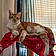 Ginger