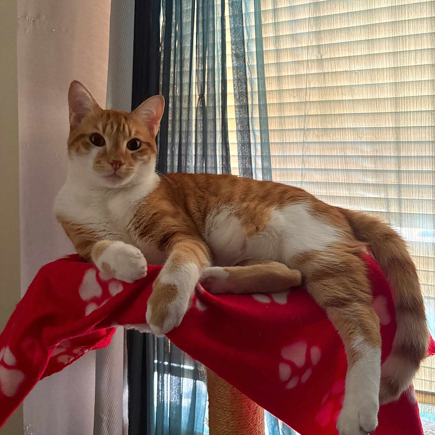 Ginger