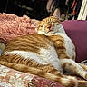 Ginger joined the competition — help win amazing prizes! bed, blanket, cat, closeup, comfortable, cozy, domestic_animal, floral_blanket, fur, furniture, ginger_cat, indoor, pet, pillow, pink_pillow, relaxed, resting, sleeping, sunlight, whiskers