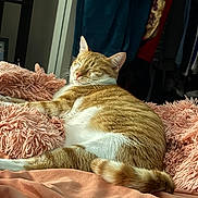 Ginger joined the competition — help win amazing prizes! animal, bed, cat, cozy, ears, feline, fluffy_blanket, fur, home, indoor, orange_cat, pet, pink_blanket, relaxation, resting, sleeping, sunlight, tail, whiskers, white_cat