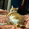 animal, bed, cat, cozy, ears, feline, fluffy_blanket, fur, home, indoor, orange_cat, pet, pink_blanket, relaxation, resting, sleeping, sunlight, tail, whiskers, white_cat
